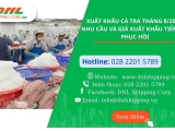Xuất khẩu cá tra tháng 8 năm 2024: Nhu cầu và giá xuất khẩu tiếp tục phục hồi